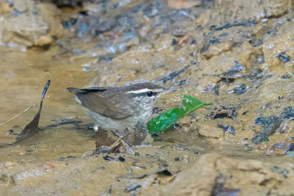 Asya ineği Urosphena Squameiceps Karimganj, Assam, Hindistan 'da Dosdewa' da görüldü.