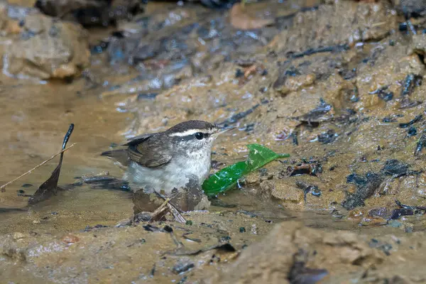 Asya ineği Urosphena Squameiceps Karimganj, Assam, Hindistan 'da Dosdewa' da görüldü.