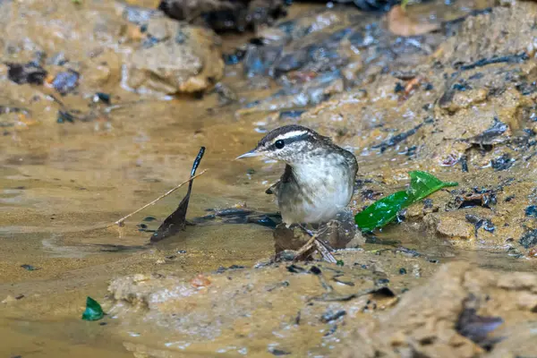 Asya ineği Urosphena Squameiceps Karimganj, Assam, Hindistan 'da Dosdewa' da görüldü.