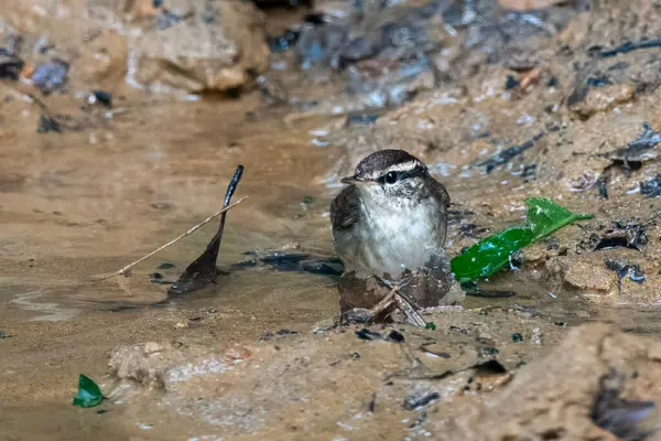 Asya ineği Urosphena Squameiceps Karimganj, Assam, Hindistan 'da Dosdewa' da görüldü.