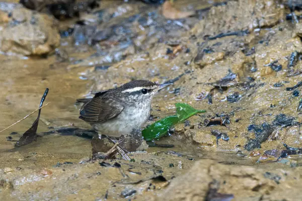 Asya ineği Urosphena Squameiceps Karimganj, Assam, Hindistan 'da Dosdewa' da görüldü.