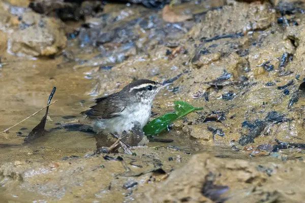 Asya ineği Urosphena Squameiceps Karimganj, Assam, Hindistan 'da Dosdewa' da görüldü.