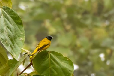 Siyah başlı bulbul Brachypodius melanocephalos Karimganj, Assam, Hindistan 'da Dosdewa' da görüldü.