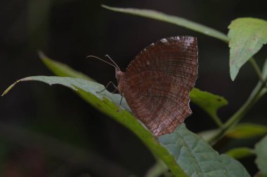 Elymnias hypermnestra, Hindistan, Assam, Karimganj 'daki Dosdewa' da bulunan bir satiren kelebeği türüdür.