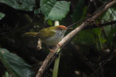 Koyu boyunlu terzi kuşu (Orthotomus atrogularis), Assam, Hindistan 'da bulunan Dehing Patkai' de gözlemlenen bir ötücü kuş türü.