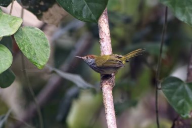Koyu boyunlu terzi kuşu (Orthotomus atrogularis), Assam, Hindistan 'da bulunan Dehing Patkai' de gözlemlenen bir ötücü kuş türü.