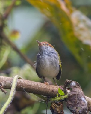 Koyu boyunlu terzi kuşu (Orthotomus atrogularis), Assam, Hindistan 'da bulunan Dehing Patkai' de gözlemlenen bir ötücü kuş türü.