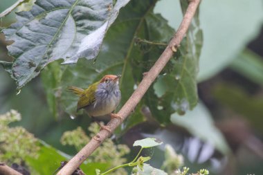 Koyu boyunlu terzi kuşu (Orthotomus atrogularis), Assam, Hindistan 'da bulunan Dehing Patkai' de gözlemlenen bir ötücü kuş türü.