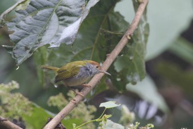 Koyu boyunlu terzi kuşu (Orthotomus atrogularis), Assam, Hindistan 'da bulunan Dehing Patkai' de gözlemlenen bir ötücü kuş türü.