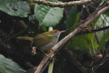 Koyu boyunlu terzi kuşu (Orthotomus atrogularis), Assam, Hindistan 'da bulunan Dehing Patkai' de gözlemlenen bir ötücü kuş türü.