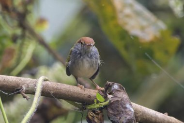 Koyu boyunlu terzi kuşu (Orthotomus atrogularis), Assam, Hindistan 'da bulunan Dehing Patkai' de gözlemlenen bir ötücü kuş türü.