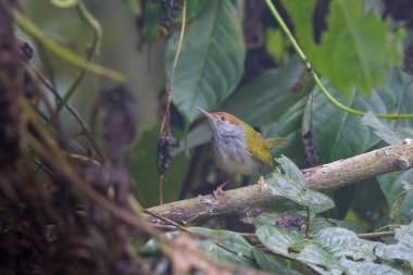 Koyu boyunlu terzi kuşu Orthotomus atrogularis, Hindistan 'ın Assam kentindeki Dehing Patkai' de gözlemlenen bir ötücü kuş türü.