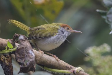 Koyu boyunlu terzi kuşu Orthotomus atrogularis, Hindistan 'ın Assam kentindeki Dehing Patkai' de gözlemlenen bir ötücü kuş türü.