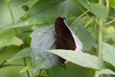 gri kont (Tanaecia lepidea), Hindistan 'ın Assam eyaletinin Karimganj kentindeki Dosdewa şehrinde gözlemlenen nemfobik kelebek türü.