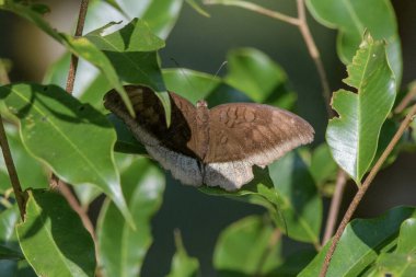 gri kont (Tanaecia lepidea), Hindistan 'ın Assam eyaletinin Karimganj kentindeki Dosdewa şehrinde gözlemlenen nemfobik kelebek türü.
