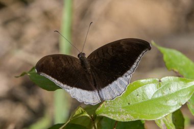 gri kont (Tanaecia lepidea), Hindistan 'ın Assam eyaletinin Karimganj kentindeki Dosdewa şehrinde gözlemlenen nemfobik kelebek türü.