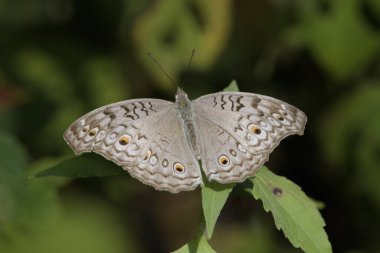 Junonia atlites (gri nonoş), Hindistan 'ın Assam, Karimganj kentindeki Dosdewa' da gözlemlenen nemfoman kelebek türü.