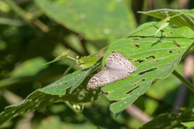 Junonia atlites (gri nonoş), Hindistan 'ın Assam, Karimganj kentindeki Dosdewa' da gözlemlenen nemfoman kelebek türü.