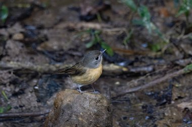 Tepe mavi sinekkapanı (Cyornis whitei) Karimganj, Assam, Hindistan 'da Dosdewa' da görüldü.