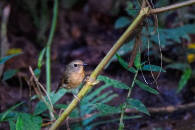 Tepe mavi sinekkapanı (Cyornis whitei) Karimganj, Assam, Hindistan 'da Dosdewa' da görüldü.