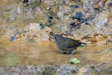 daha küçük kısaltma (Brachypteryx leucophris) Karimganj, Assam, Hindistan 'da Dosdewa' da görüldü