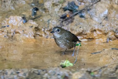 daha küçük kısaltma (Brachypteryx leucophris) Karimganj, Assam, Hindistan 'da Dosdewa' da görüldü