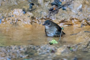 daha küçük kısaltma (Brachypteryx leucophris) Karimganj, Assam, Hindistan 'da Dosdewa' da görüldü