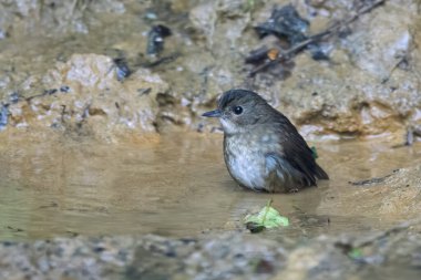 daha küçük kısaltma (Brachypteryx leucophris) Karimganj, Assam, Hindistan 'da Dosdewa' da görüldü