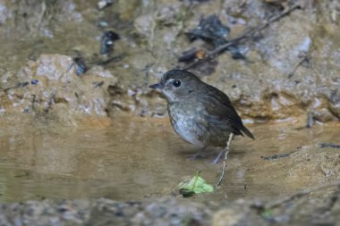 daha küçük kısaltma (Brachypteryx leucophris) Karimganj, Assam, Hindistan 'da Dosdewa' da görüldü