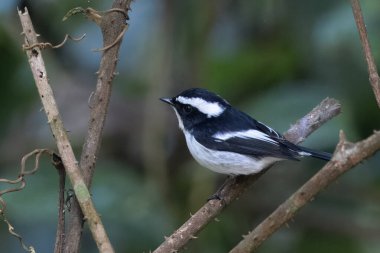 Hindistan, Assam, Karimganj 'daki Dosdewa' da görülen küçük sinekkapan (Ficedula westermanni).
