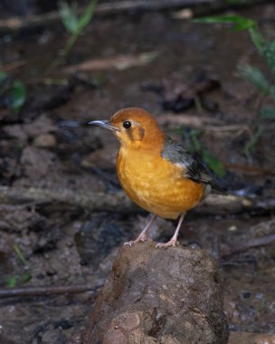 Karimganj, Assam, Hindistan 'da Dosdewa' da görülen turuncu başlı ardıç kuşu (Geokichla citrina)