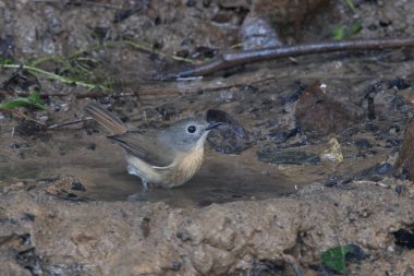 Karimganj, Assam, Hindistan 'da Dosdewa' da görülen soluk çeneli sinekkapan (Cyornis poliogenys)