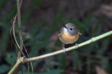 Karimganj, Assam, Hindistan 'da Dosdewa' da görülen soluk çeneli sinekkapan (Cyornis poliogenys)