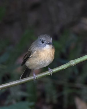 Karimganj, Assam, Hindistan 'da Dosdewa' da görülen soluk çeneli sinekkapan (Cyornis poliogenys)
