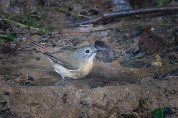 Karimganj, Assam, Hindistan 'da Dosdewa' da görülen soluk çeneli sinekkapan (Cyornis poliogenys)
