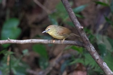 Pin-striped tit-babbler (Mixornis gularis) seen at Dosdewa in Karimganj, Assam, India