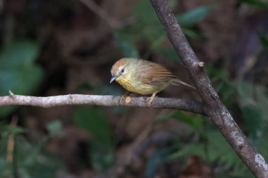 Pin-striped tit-babbler (Mixornis gularis) seen at Dosdewa in Karimganj, Assam, India