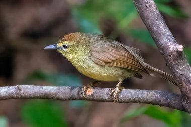 Pin-striped tit-babbler (Mixornis gularis) seen at Dosdewa in Karimganj, Assam, India