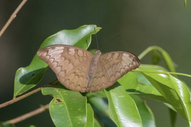 Tanaecia jahnu (sade Earl), Hindistan, Assam, Karimganj 'da Dosdewa' da gözlemlenen nemfobik bir kelebek türü.
