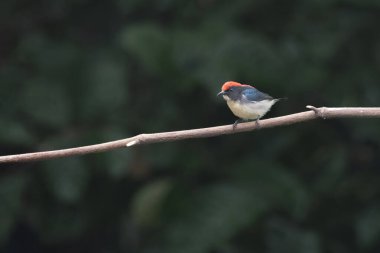 Hindistan, Assam, Karimganj 'daki Dosdewa' da görülen kırmızı sırtlı çiçek gagalı (Dicaeum cruentatum)