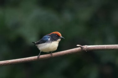 Hindistan, Assam, Karimganj 'daki Dosdewa' da görülen kırmızı sırtlı çiçek gagalı (Dicaeum cruentatum)