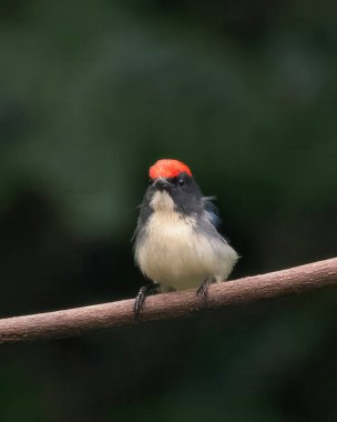 Hindistan, Assam, Karimganj 'daki Dosdewa' da görülen kırmızı sırtlı çiçek gagalı (Dicaeum cruentatum)