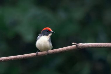Hindistan, Assam, Karimganj 'daki Dosdewa' da görülen kırmızı sırtlı çiçek gagalı (Dicaeum cruentatum)