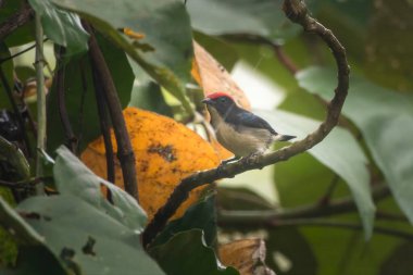 Hindistan, Assam, Karimganj 'daki Dosdewa' da görülen kırmızı sırtlı çiçek gagalı (Dicaeum cruentatum)