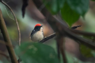 Hindistan, Assam, Karimganj 'daki Dosdewa' da görülen kırmızı sırtlı çiçek gagalı (Dicaeum cruentatum)