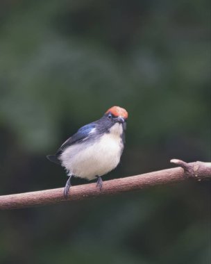 Hindistan, Assam, Karimganj 'daki Dosdewa' da görülen kırmızı sırtlı çiçek gagalı (Dicaeum cruentatum)
