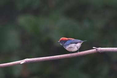 Hindistan, Assam, Karimganj 'daki Dosdewa' da görülen kırmızı sırtlı çiçek gagalı (Dicaeum cruentatum)