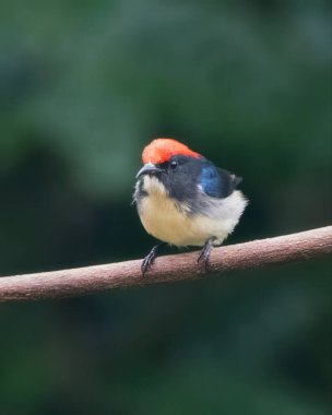 Hindistan, Assam, Karimganj 'daki Dosdewa' da görülen kırmızı sırtlı çiçek gagalı (Dicaeum cruentatum)