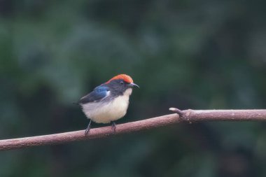 Hindistan, Assam, Karimganj 'daki Dosdewa' da görülen kırmızı sırtlı çiçek gagalı (Dicaeum cruentatum)
