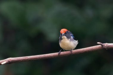 Hindistan, Assam, Karimganj 'daki Dosdewa' da görülen kırmızı sırtlı çiçek gagalı (Dicaeum cruentatum)